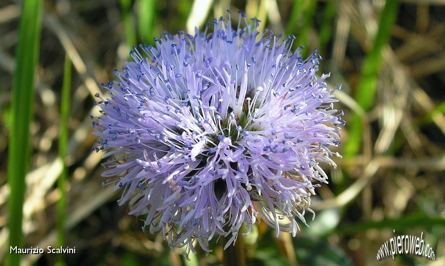 11 Globularia.JPG